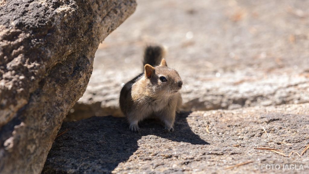 Kalifornien - September 2018
Streifenhrnchen (Chipmunk) am Tenaya Lake
Yosemite National Park - Wawona