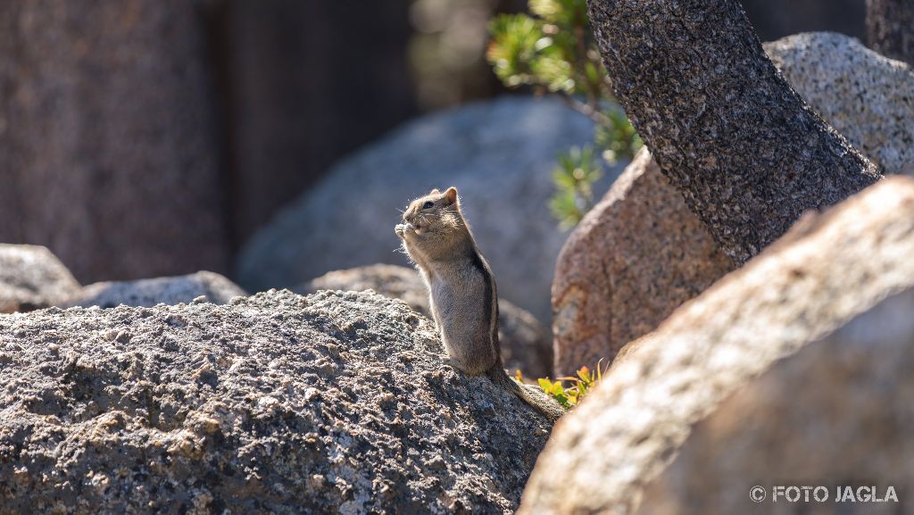 Kalifornien - September 2018
Streifenhrnchen (Chipmunk) am Tenaya Lake
Yosemite National Park - Wawona