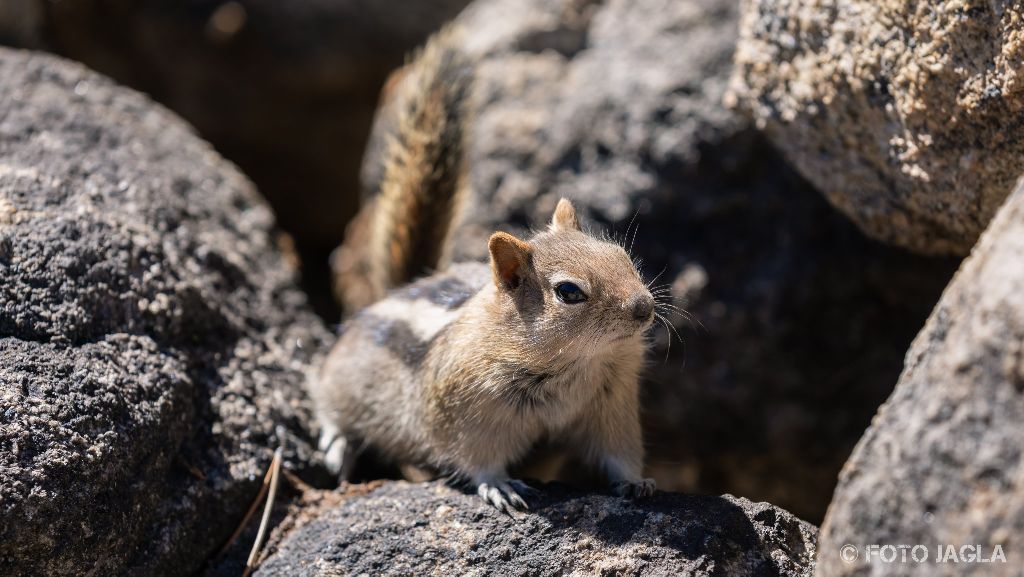 Kalifornien - September 2018
Streifenhrnchen (Chipmunk) am Tenaya Lake
Yosemite National Park - Wawona