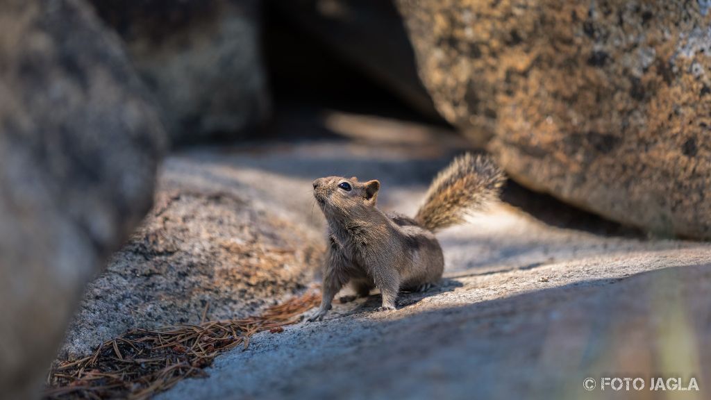 Kalifornien - September 2018
Streifenhrnchen (Chipmunk) am Tenaya Lake
Yosemite National Park - Wawona