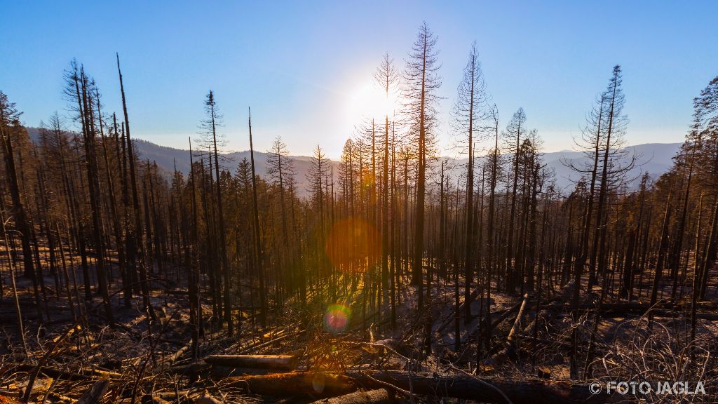 Kalifornien - September 2018
Verbrannter Wald an der Wawona Road
Yosemite National Park - Wawona