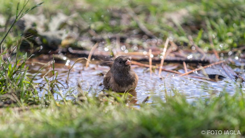 Kalifornien - September 2018
Kleiner Spatz badet in einer Pftze
Livermore (Campingplatz Lake Del Valle)