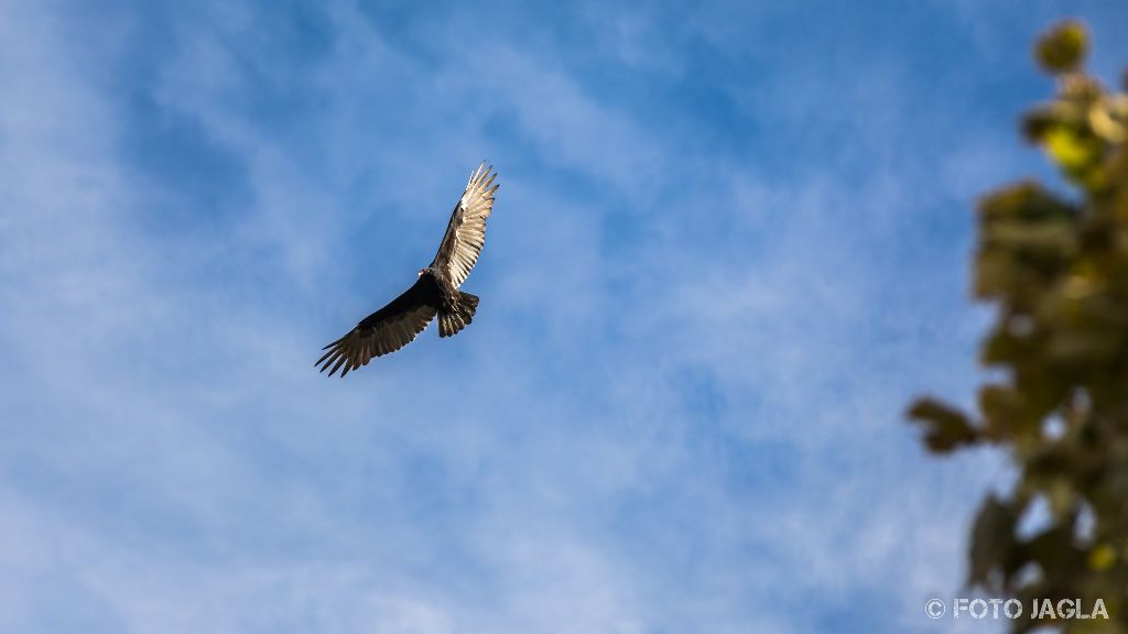 Kalifornien - September 2018
Raubvogel bei der Jagd
Livermore (Campingplatz Lake Del Valle)