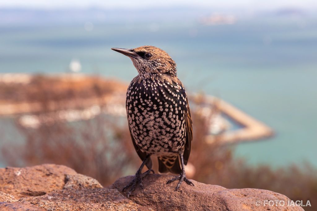 Kalifornien - September 2018
Ein kleiner Vogel
San Francisco - Golden Gate Bridge Vista Point