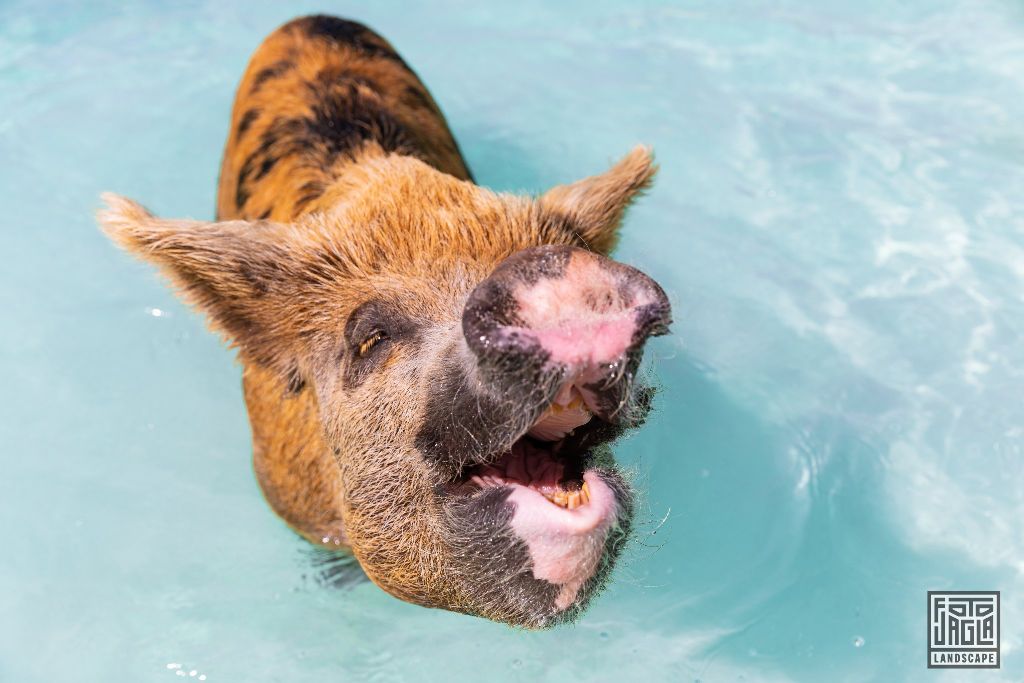 Exuma (Black Point), Bahamas
Schwimmende Schweine im Atlantik