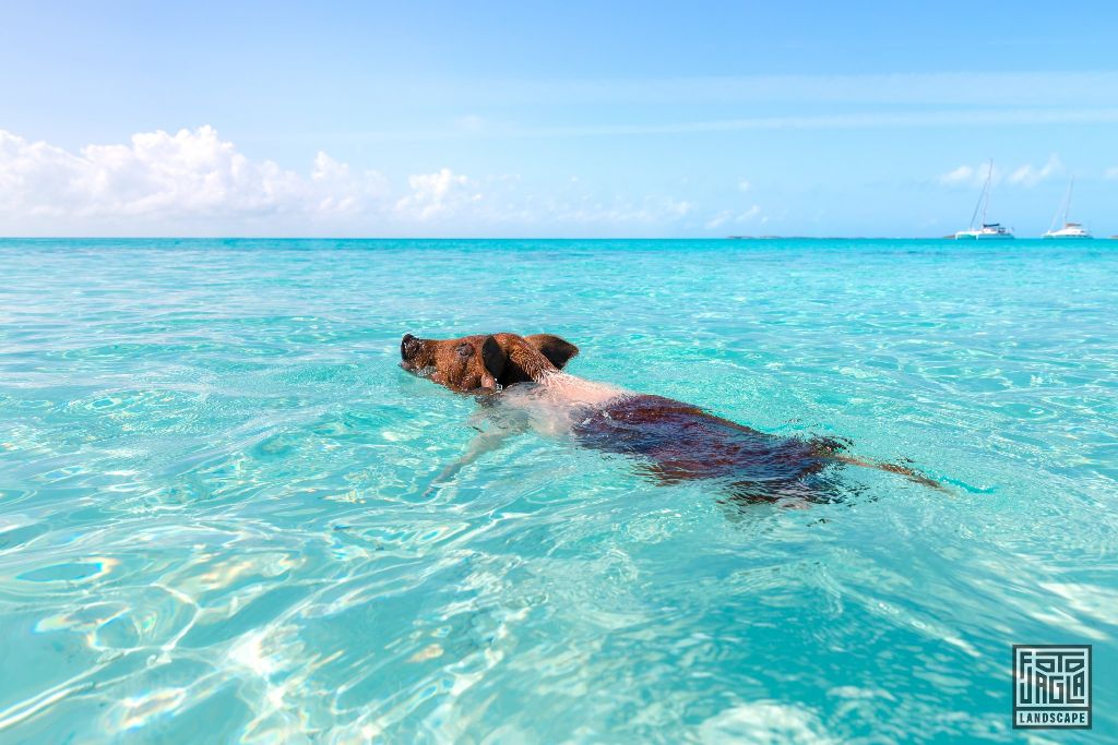 Exuma (Black Point), Bahamas
Schweine schwimmen im Atlantik