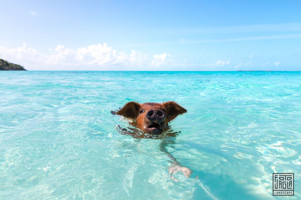 Exuma (Black Point), Bahamas
Baby-Schwein schwimmt im Wasser