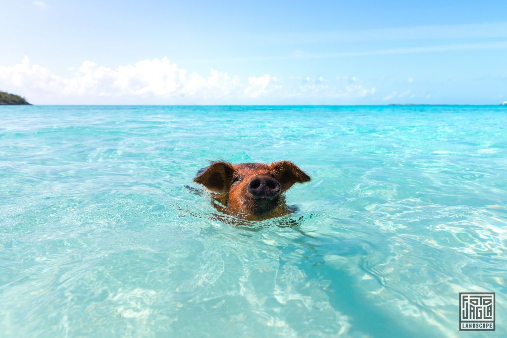 Exuma (Black Point), Bahamas
Schweine schwimmen im Wasser