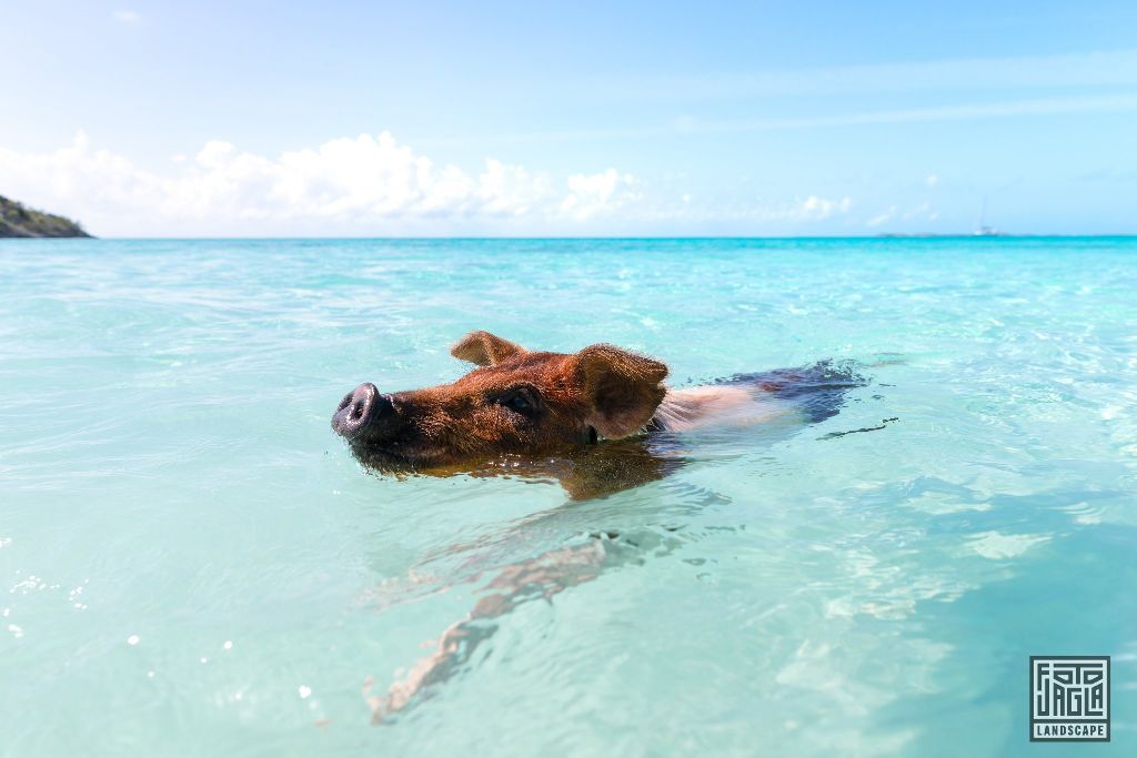 Exuma (Black Point), Bahamas
Schweine schwimmen im Wasser