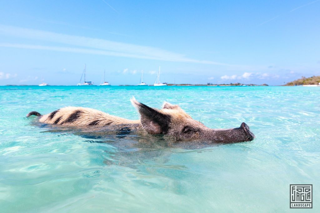 Exuma (Black Point), Bahamas
Schweine schwimmen im Wasser