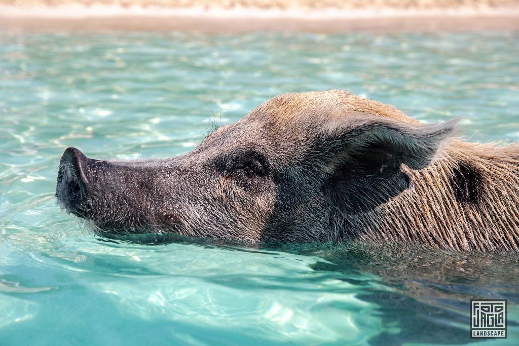 Exuma (Black Point), Bahamas
Schweine schwimmen im Wasser