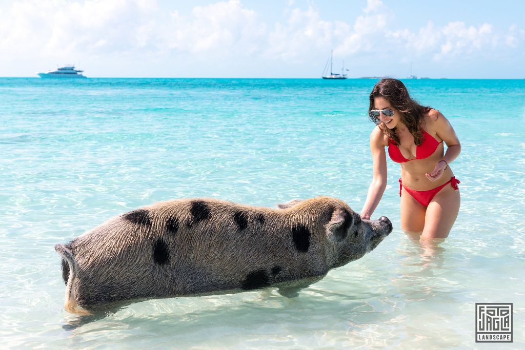 Exuma (Black Point), Bahamas
Schwimmende Schweine am Strand