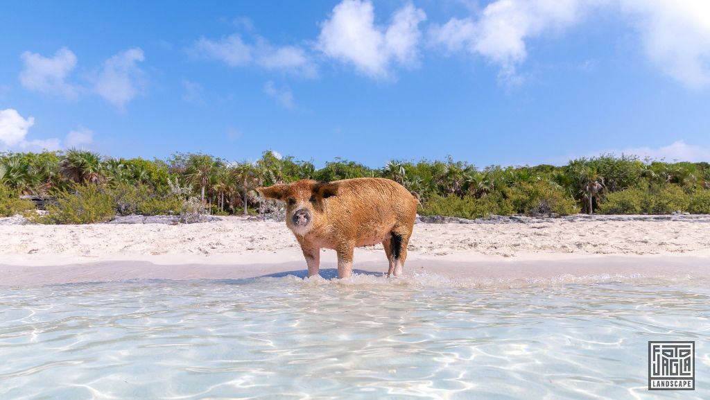 Exuma (Black Point), Bahamas
Schwimmende Schweine am Strand