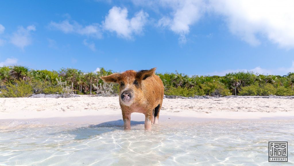 Exuma (Black Point), Bahamas
Schwimmende Schweine am Strand