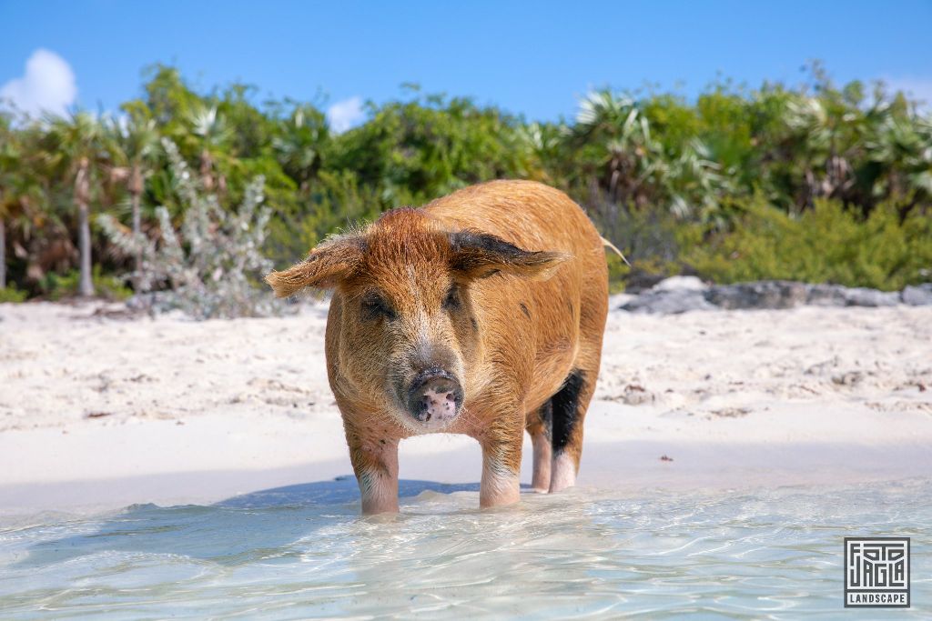 Exuma (Black Point), Bahamas
Schwimmende Schweine am Strand