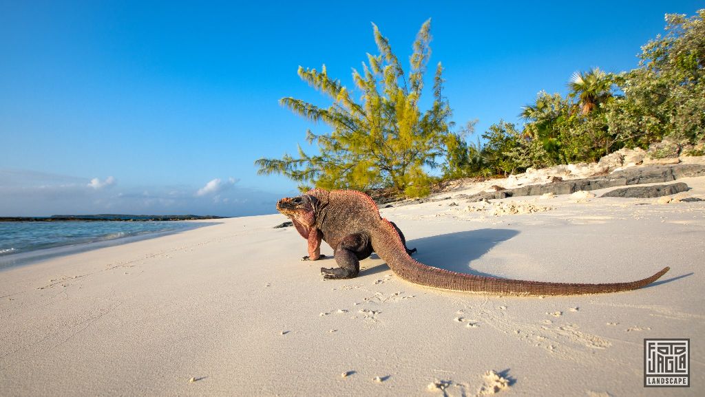 Exuma, Bahamas
Riesige Leguane am Strand
Bahamas 