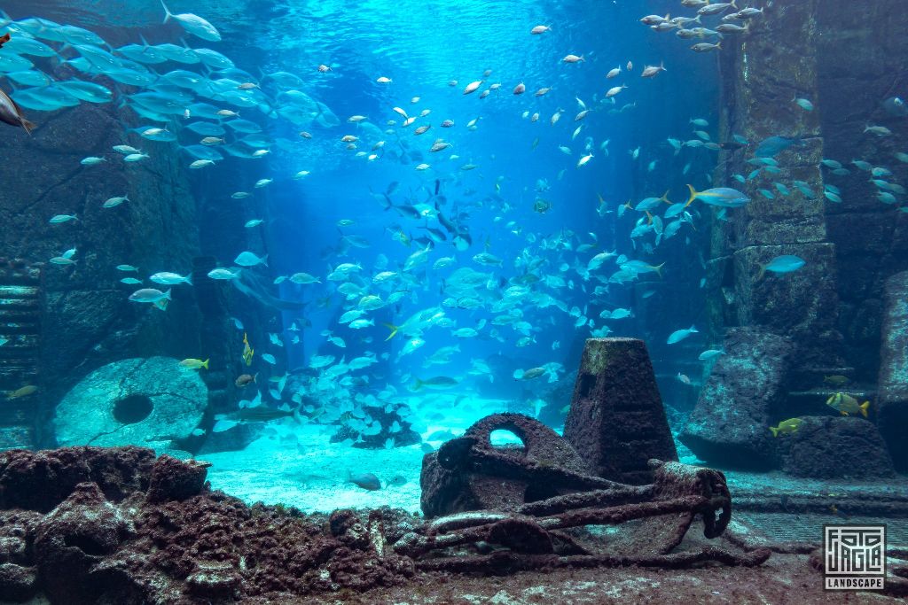 Riesiges Aquarium im Atlantis Paradise Island Resort
Einzigartige Unterwasserwelt
Bahamas, Paradise Island