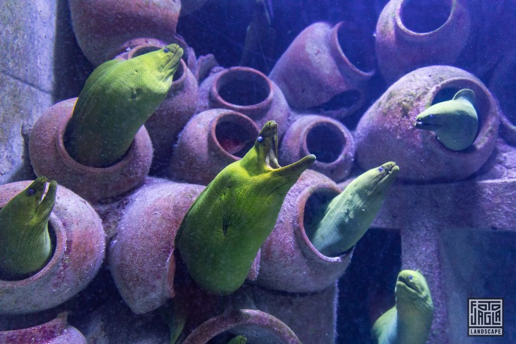 Aquarium im Atlantis Paradise Island Resort
Gelber Wolfsaal oder Muräne? Keine Ahnung, jedenfalls hässlich!
Bahamas, Paradise Island