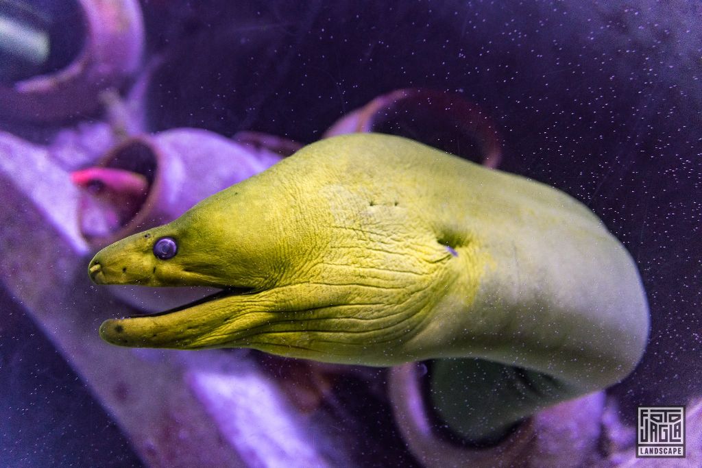 Aquarium im Atlantis Paradise Island Resort
Gelber Wolfsaal oder Murne? Keine Ahnung, jedenfalls hsslich!
Bahamas, Paradise Island