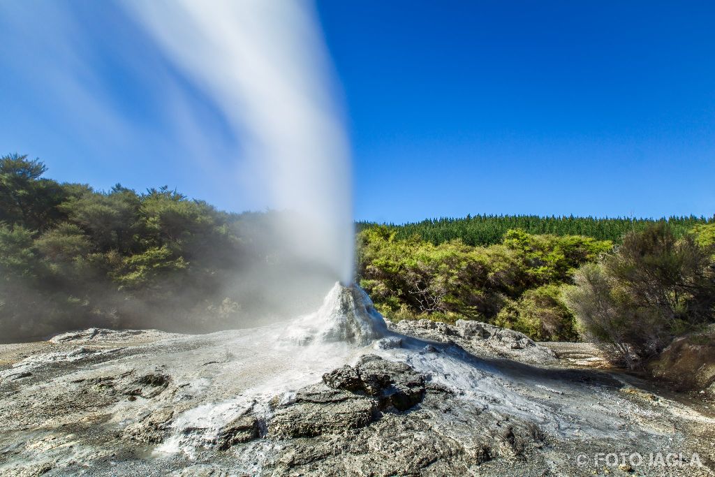 Der Lady Knox Geyser in Wai-o-tapu
Thermal Wonderland
Neuseeland (Nordinsel)