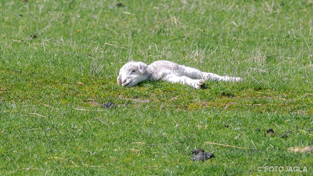Neugeborenes Lamm auf einer Weide
Neuseeland (Sdinsel)