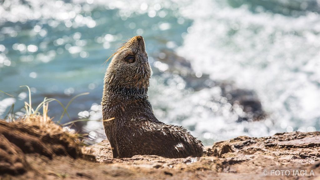 Kleiner Seehund am Penguin Place in Dunedin
Neuseeland (Sdinsel)