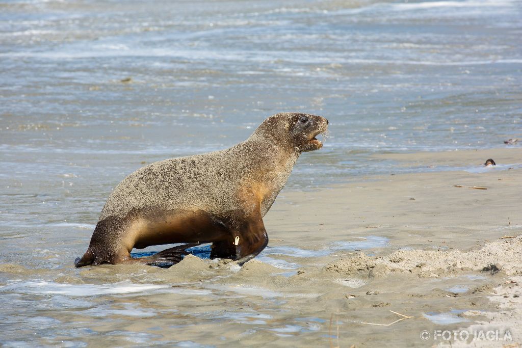 Seehunde am Allans Beach in Dunedin
Neuseeland (Sdinsel)