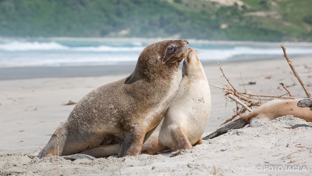 Seehunde am Allans Beach in Dunedin
Neuseeland (Südinsel)