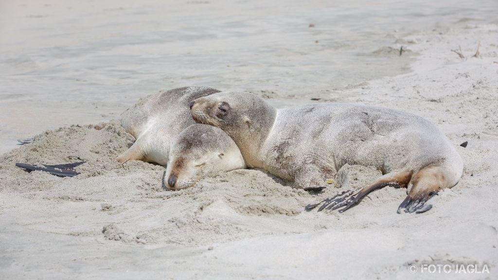 Seehunde am Allans Beach in Dunedin
Neuseeland (Sdinsel)