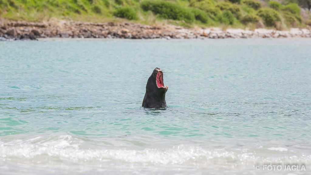 Seehunde am Allans Beach in Dunedin
Neuseeland (Sdinsel)