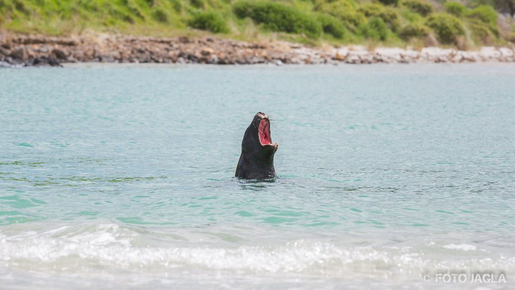 Seehunde am Allans Beach in Dunedin
Neuseeland (Sdinsel)