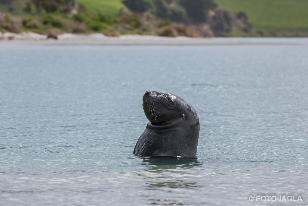 Seehunde am Allans Beach in Dunedin
Neuseeland (Sdinsel)