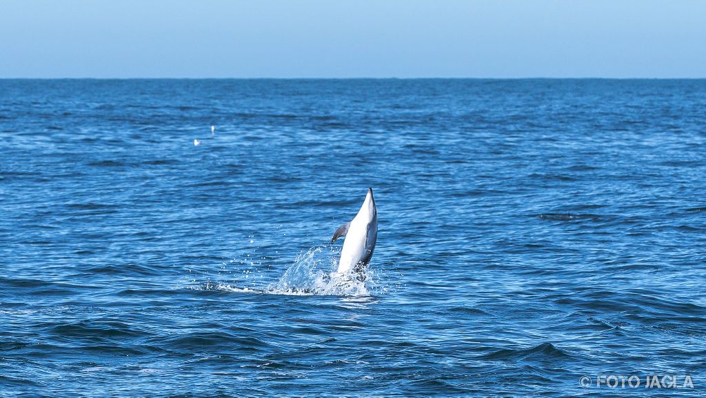 Whale & Delphine Watching Tour in Kaikoura
Springende Dusky Delfine
Neuseeland (Sdinsel)