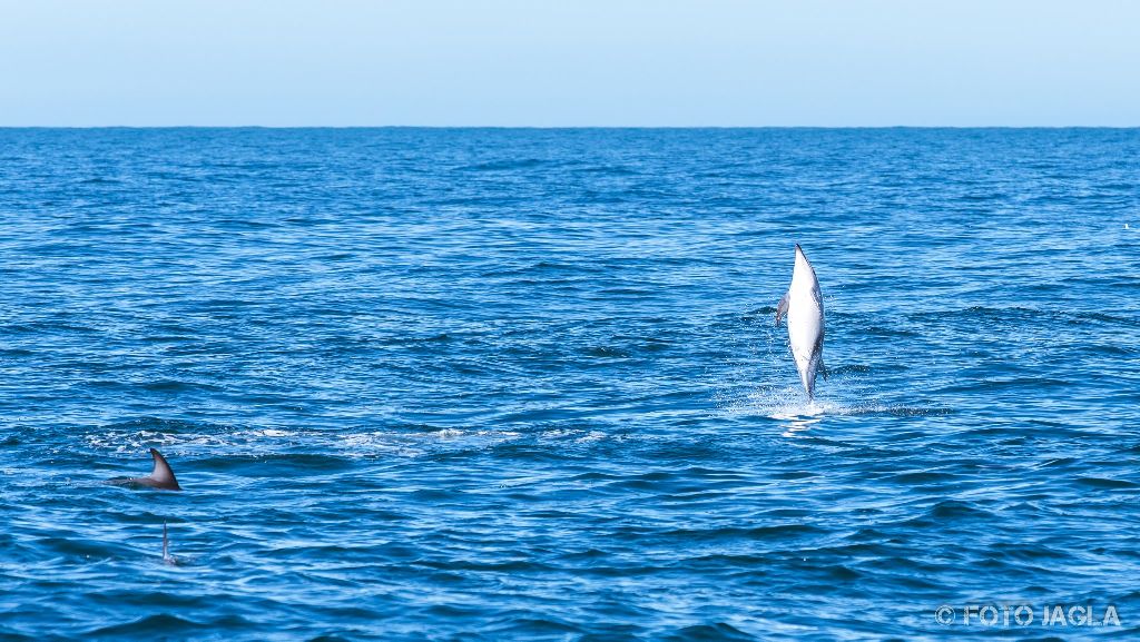 Whale & Delphine Watching Tour in Kaikoura
Springende Dusky Delfine
Neuseeland (Sdinsel)