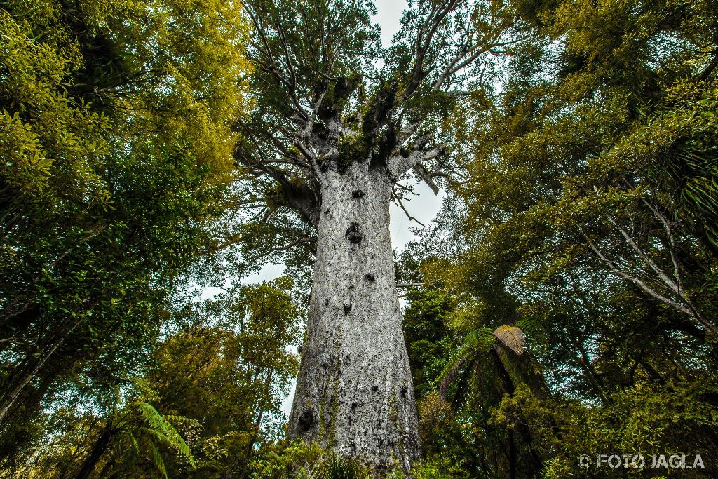 Tāne Mahuta - Lord of the Forest (Der Herr des Waldes)
Neuseelands größter und bekanntester Kauri-Baum im Waipoua Forest
Neuseeland (Nordinsel)