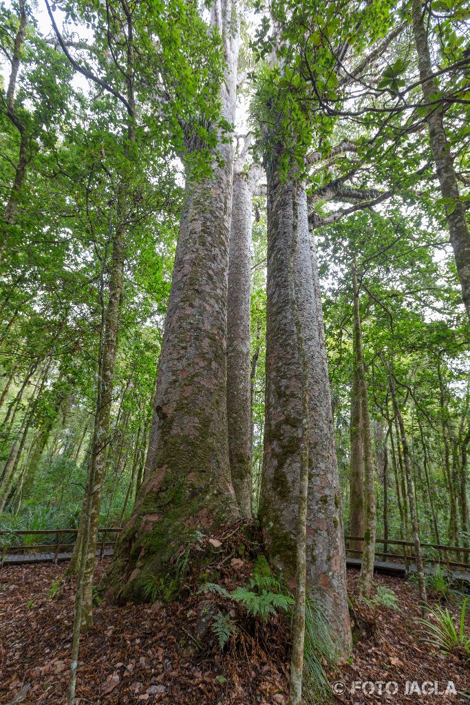 Four Sisters Kauri Bäume
Vier gewaltige Bäume dicht beieinander im Waipoua Forest