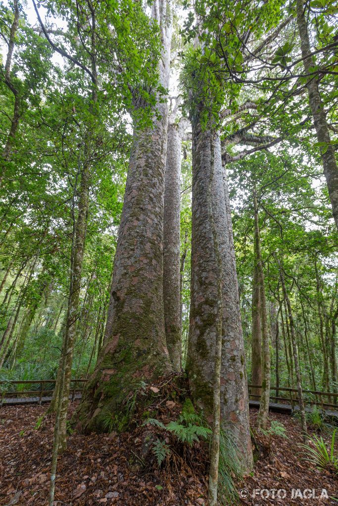 Four Sisters Kauri Bume
Vier gewaltige Bume dicht beieinander im Waipoua Forest