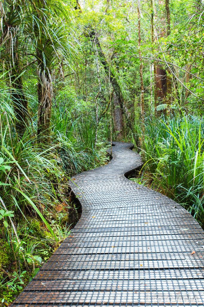 Waipoua Forest - Pfad zu den Kauri Bäumen
Neuseeland (Nordinsel)