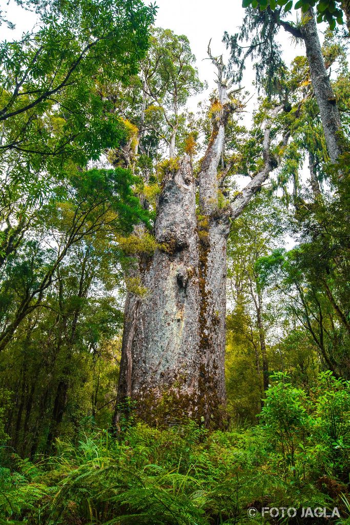 Te Matua Ngahere – Father of the Forest im Waipoua Forest
Kauri-Baum mit dem größten Umfang (16,41 Meter)
Neuseeland (Nordinsel)