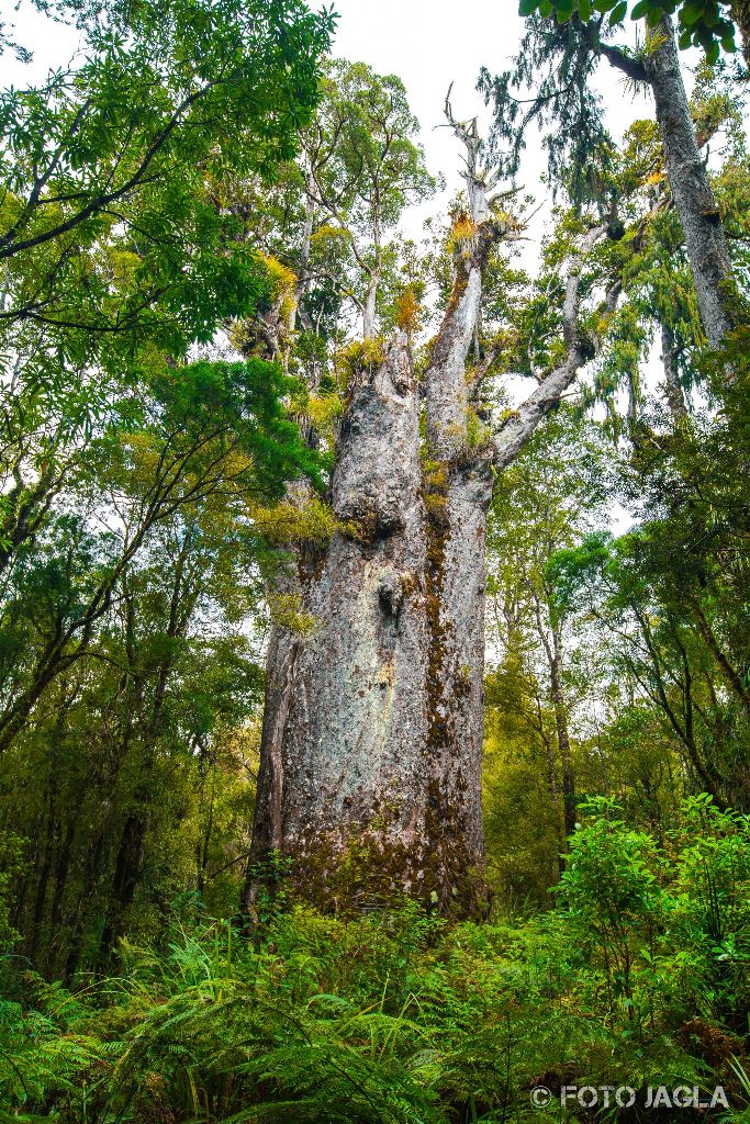 Te Matua Ngahere  Father of the Forest im Waipoua Forest
Kauri-Baum mit dem grten Umfang (16,41 Meter)
Neuseeland (Nordinsel)