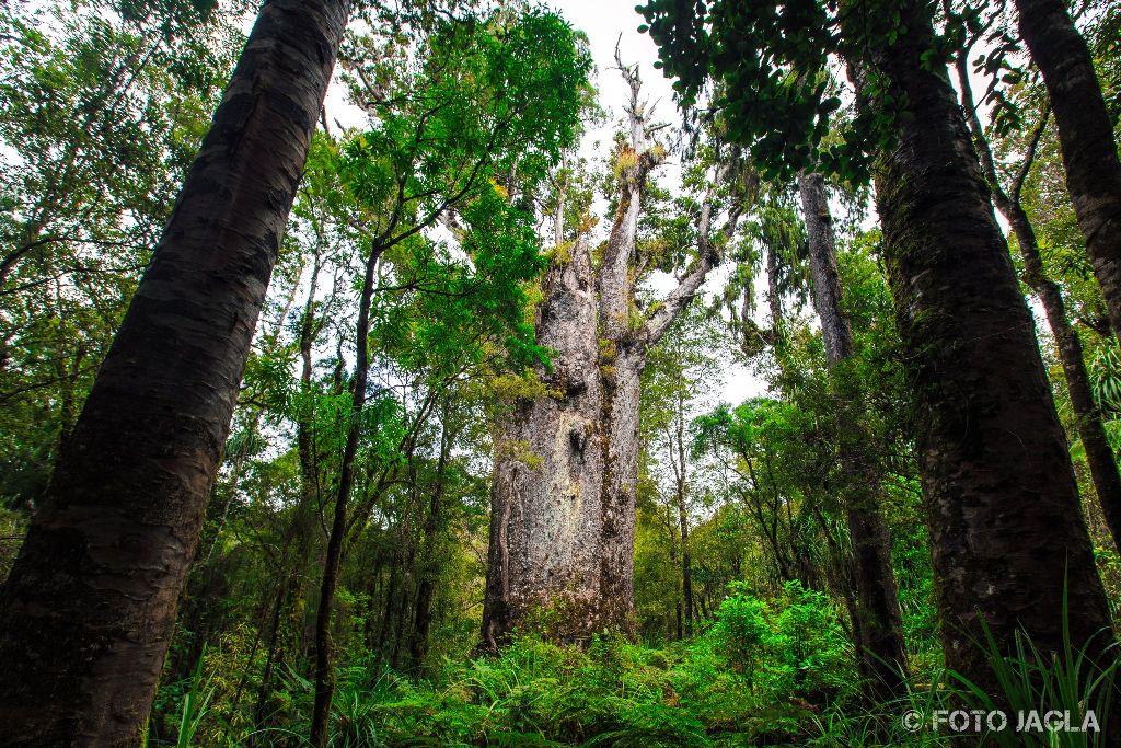 Te Matua Ngahere  Father of the Forest im Waipoua Forest
Kauri-Baum mit dem grten Umfang (16,41 Meter)
Neuseeland (Nordinsel)