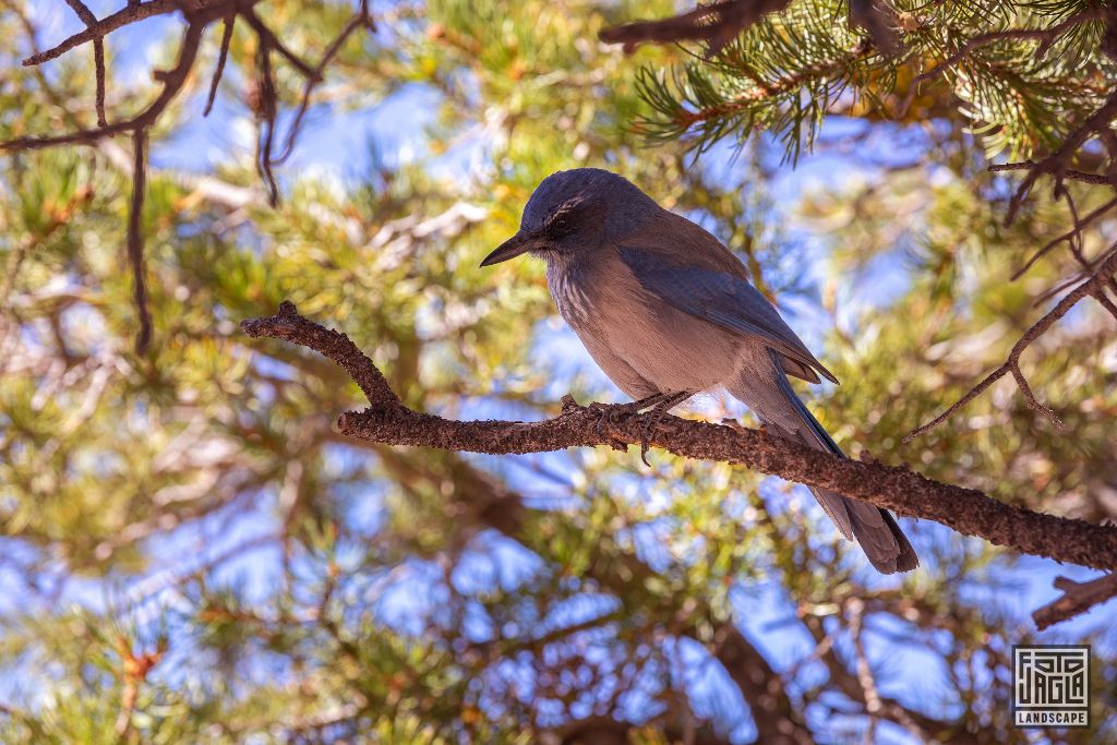 Blue bird 