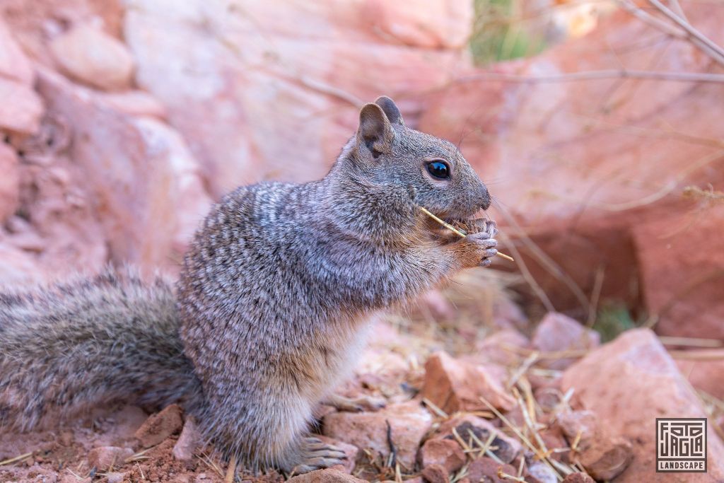 Squirrel at the South Kaibab Trailhead in Grand Canyon Village
Arizona, USA 2019