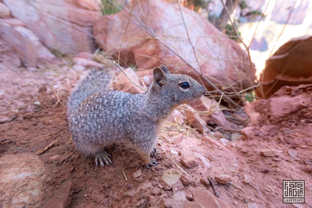 Squirrel at the South Kaibab Trailhead in Grand Canyon Village
Arizona, USA 2019