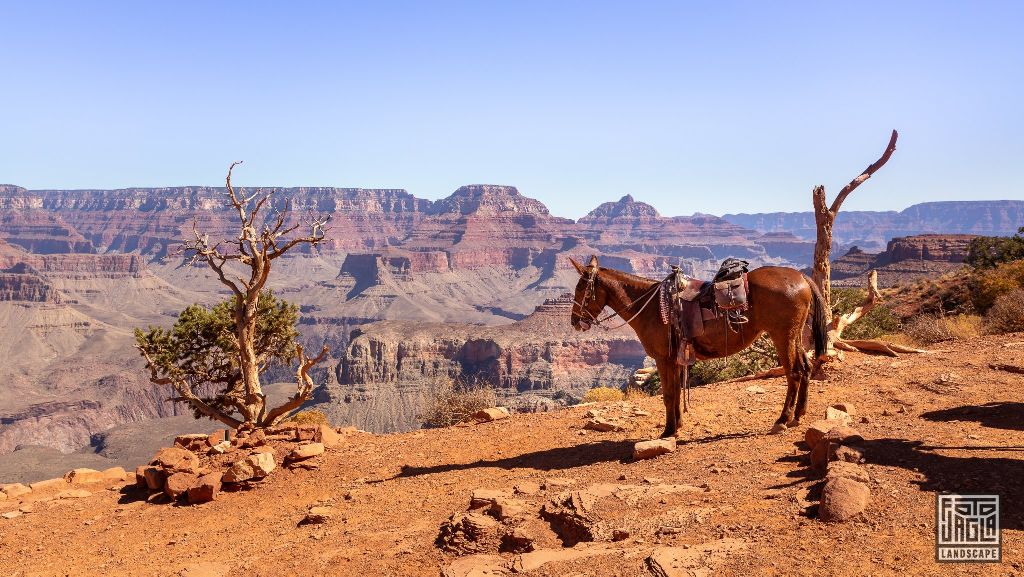 Horse at Cedar Ridge at the South Kaibab Trailhead in Grand Canyon Village
Arizona, USA 2019