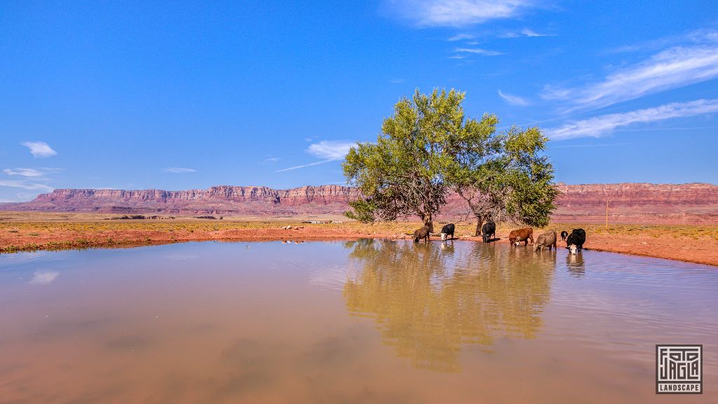 Cows drinking in Marble Canyon
Arizona, USA 2019