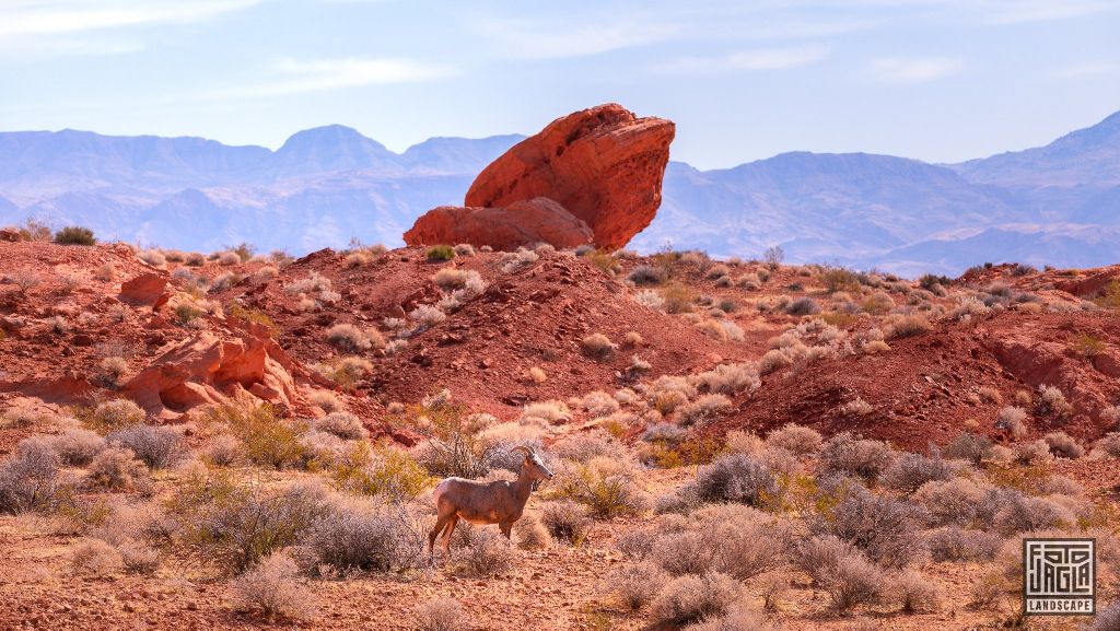 Valley of Fire 2019
Goat at the Visitor Center