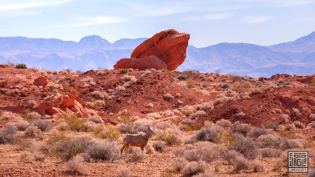 Valley of Fire 2019
Goat at the Visitor Center