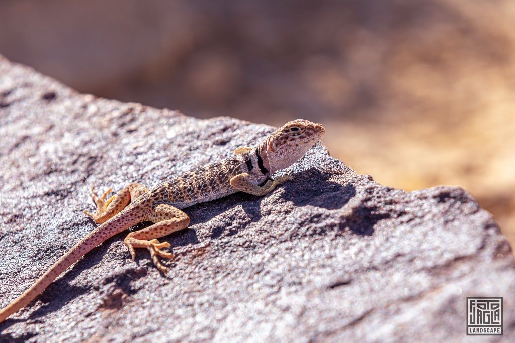 Lizard at Alstrom Point
Utah 2019