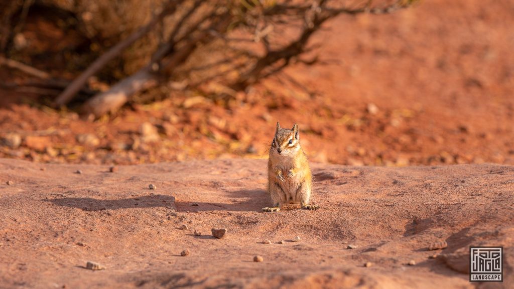 Chipmunk at Grand Viewpoint in Moab
Utah 2019